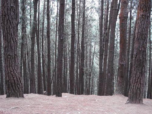 Vagamon Pine Forest