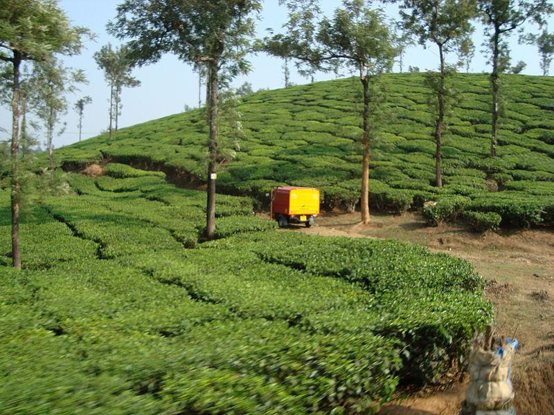 Tea plantation