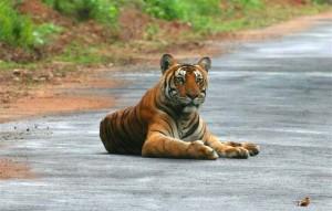 Wayanad Wildlife Sanctuary