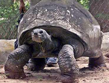 Giant tortoise calcutta