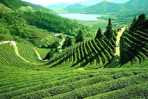 Tea Estate Darjeeling