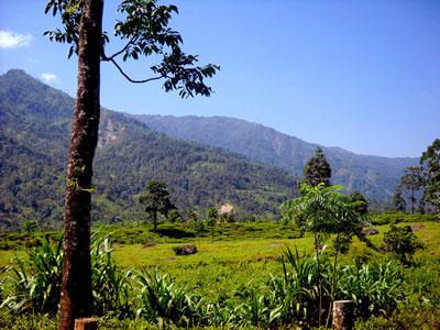 Gorubathan Tea Estate