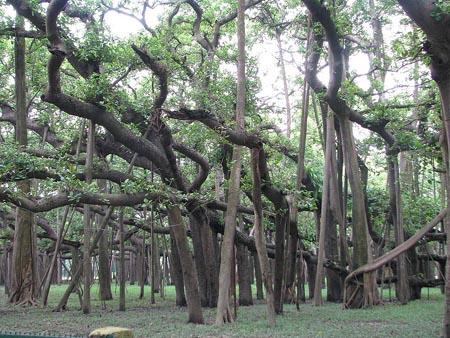 The Great Banyan Tree