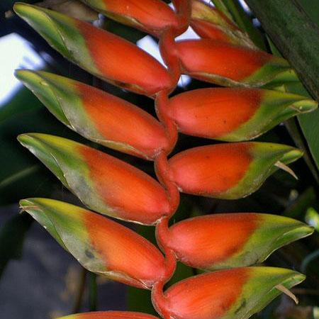 Kalimpong Heliconia